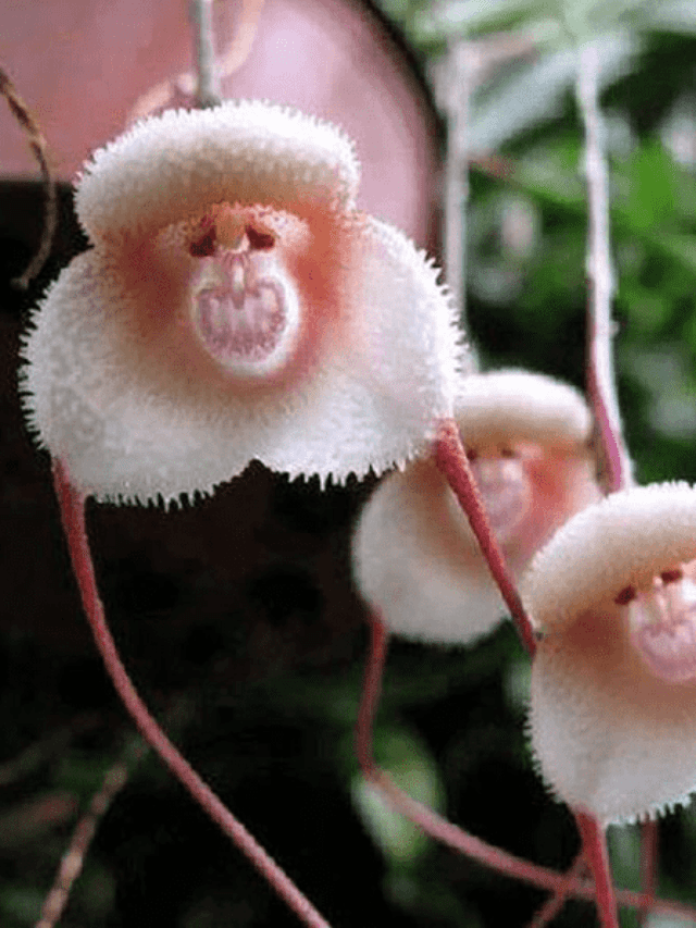 10 Amazing Plants That Look Like Animals