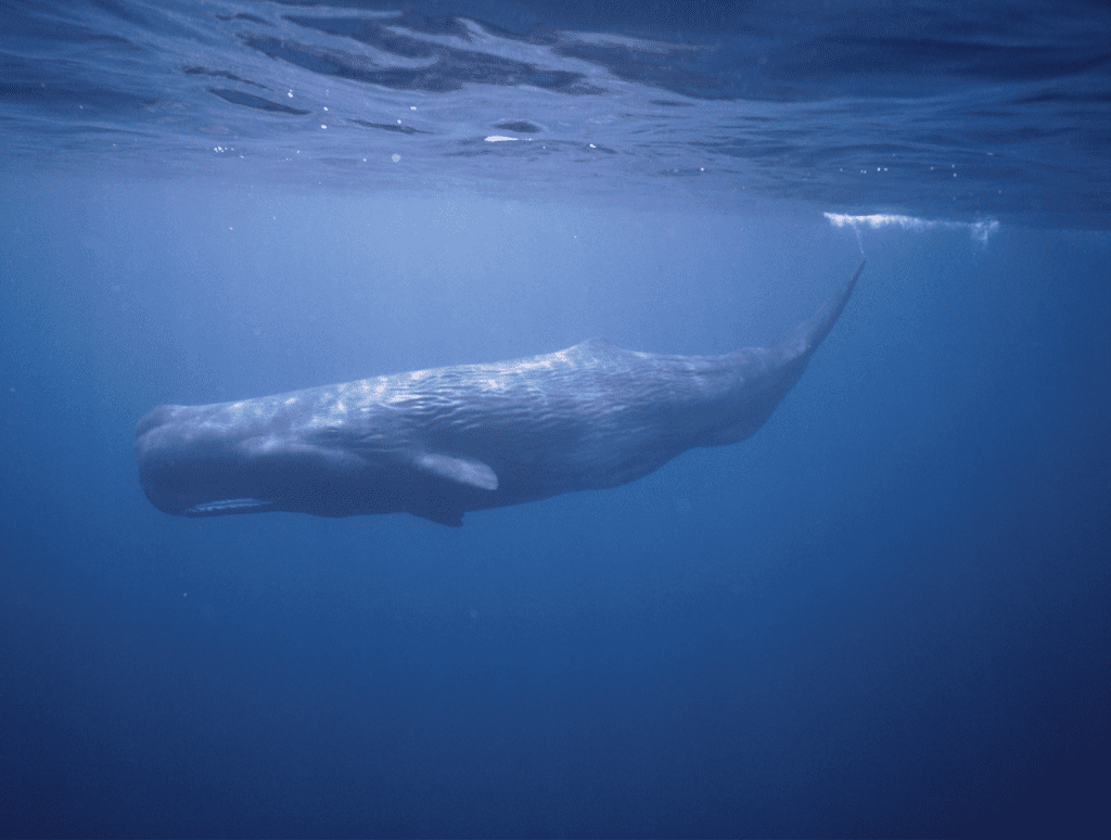 Sperm Whale: Animal with heaviest and largest brain