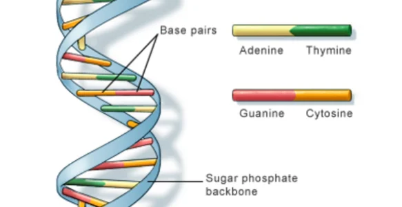 Why is DNA Called the Blueprint of Life? : 1 of the Best Read