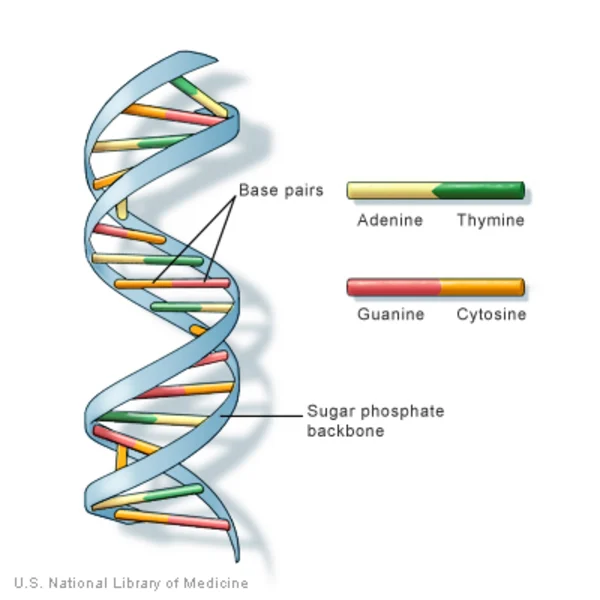 Why is DNA Called the Blueprint of Life?