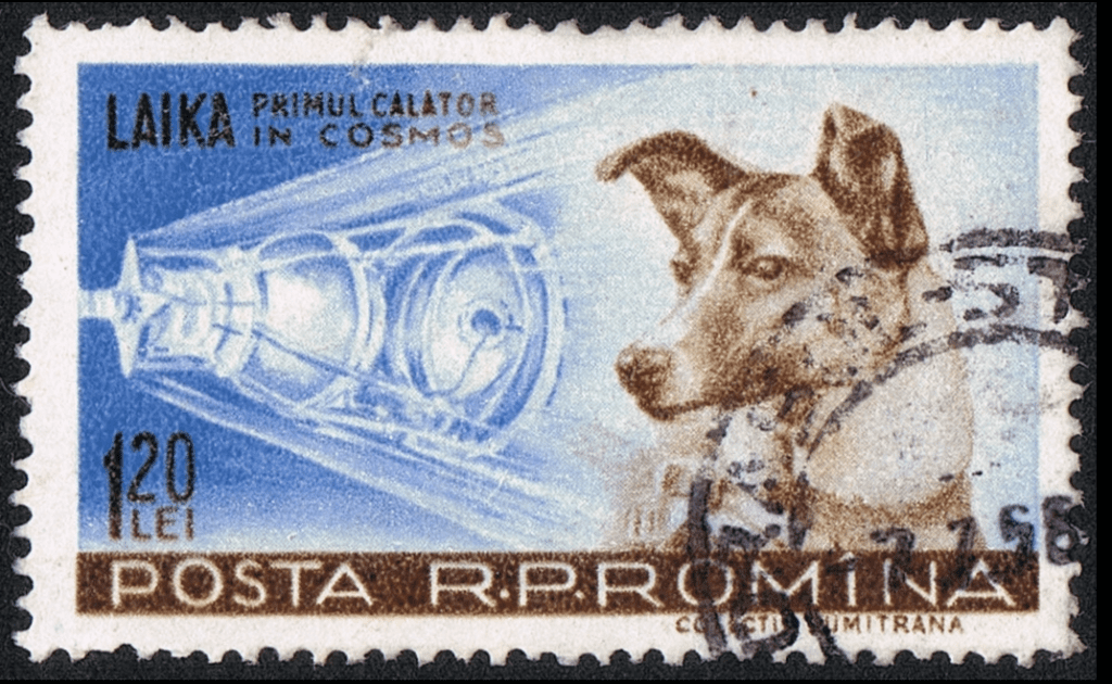 Laika : A journey from street to space 