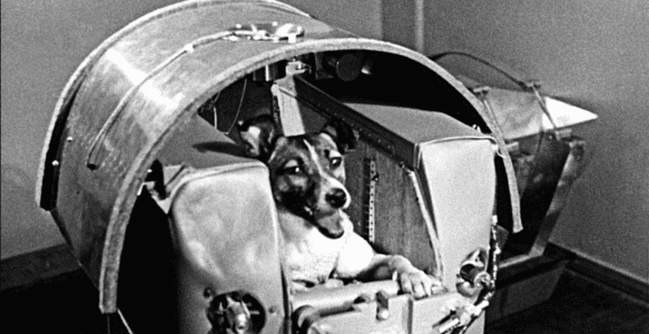 LAIKA : A  Unjustified Journey From Street to Space