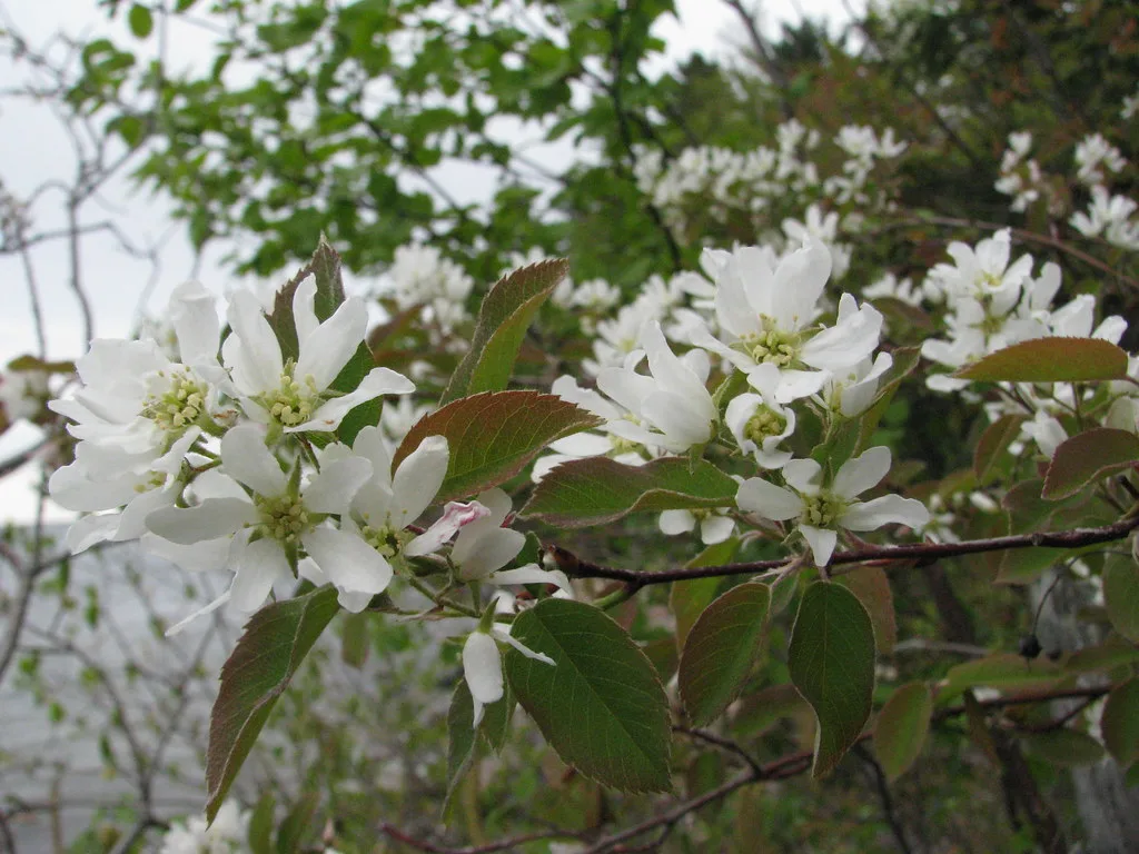 Amelanchier arborea - The Downy Serviceberry (Juneberry)