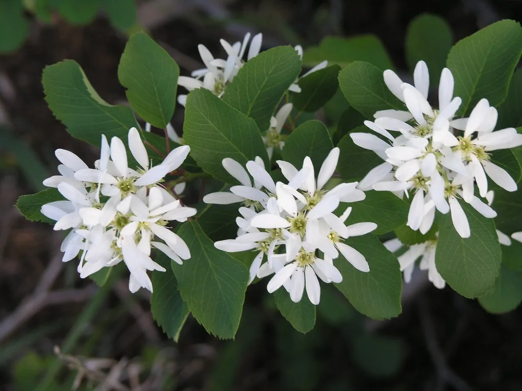Amelanchier canadensis - The Canadian Serviceberry