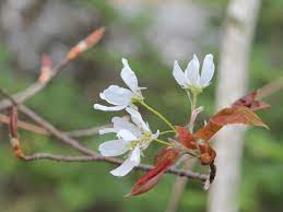 Amelanchier laevis - The Smooth Serviceberry