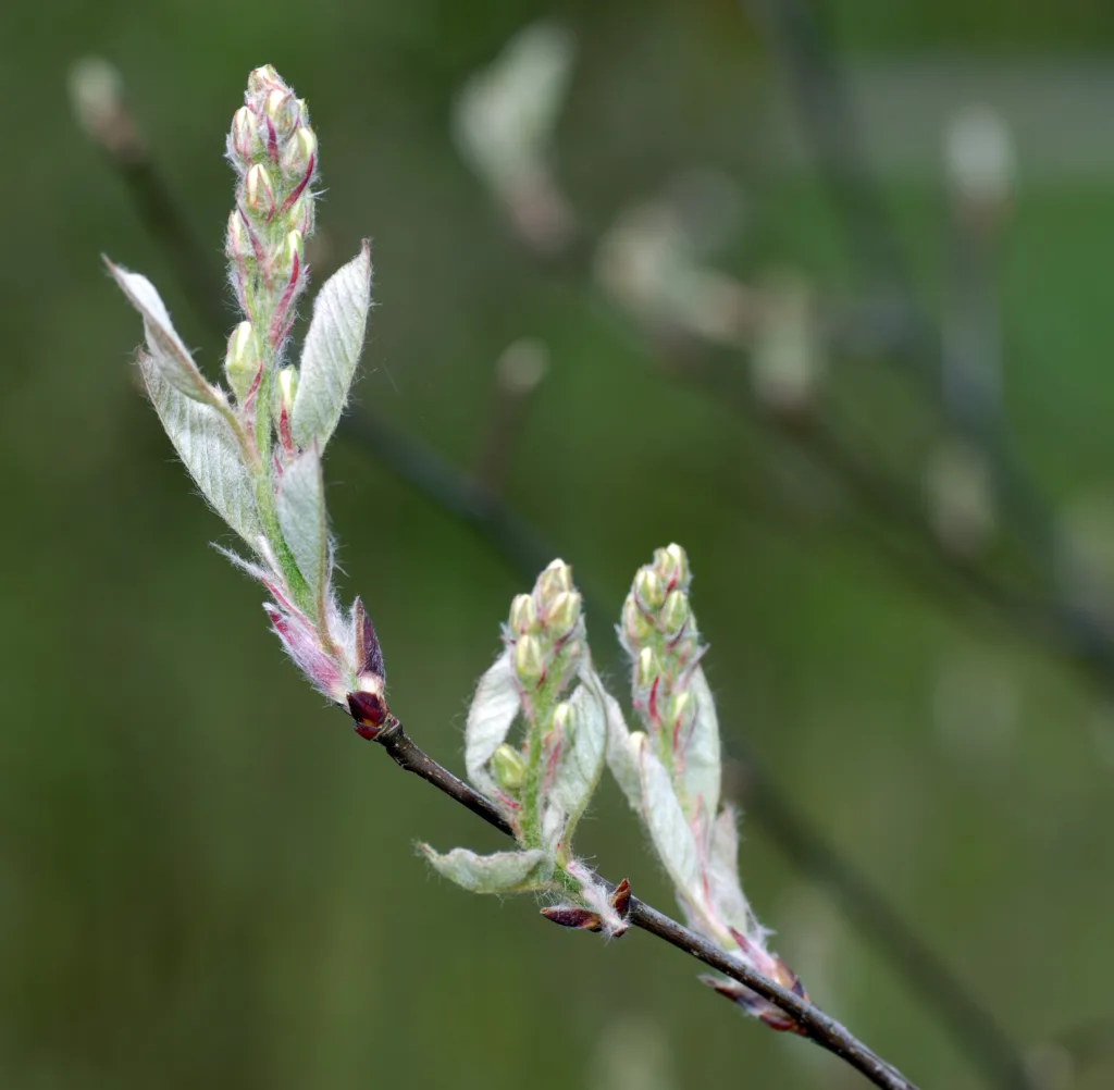 Amelanchier stolonifera - The Running Serviceberry