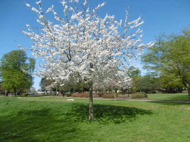 Serviceberry Tree: Growing Tips, Caring, Recipes, and More