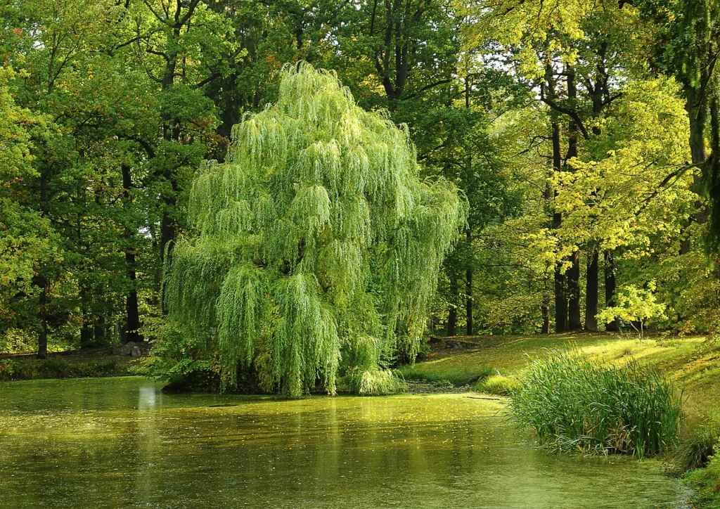 Willow Tree: