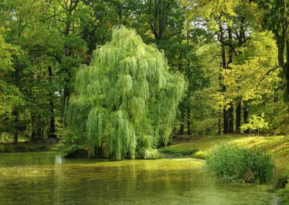 Willow Tree: Everything You Need to Know About Growing, Care, and Uses