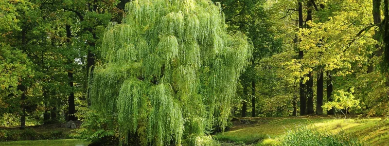 Willow tree: Everything You Need to Know About Growing, Care, and Uses