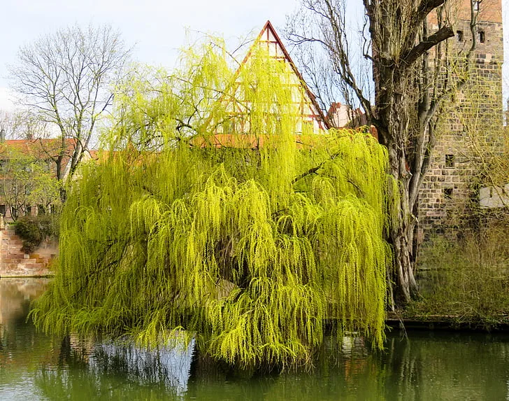 Weeping Willow in Spring