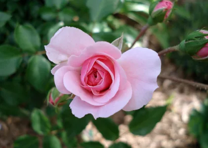 Bonica 82: Rose | Facts | Complete Growing and Caring Guide