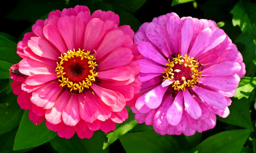 Cut and Come Again Zinnia: How to Grow Zinnias in Zone 5