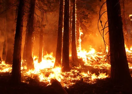 Canada Wildfires : How to Keep Your Family Safe Amidst this Environmental Challenge