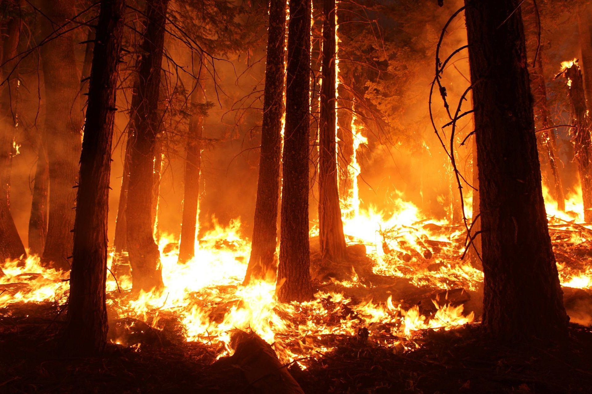 Canada Wildfires : How to Keep Your Family Safe Amidst this Environmental Challenge