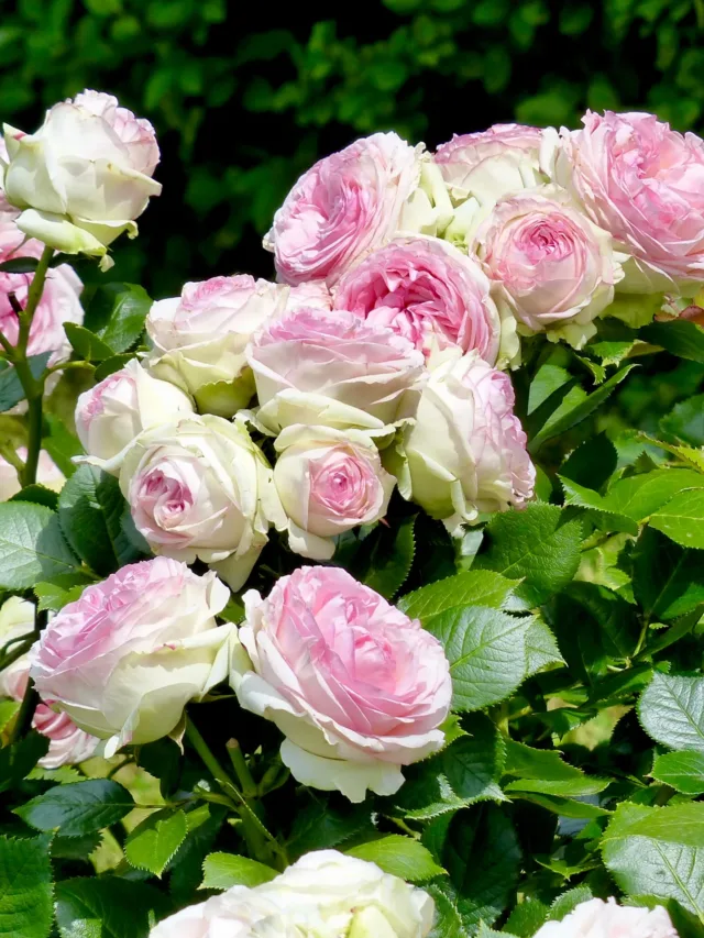 10 CLIMBING ROSES FOR YOUR GARDEN