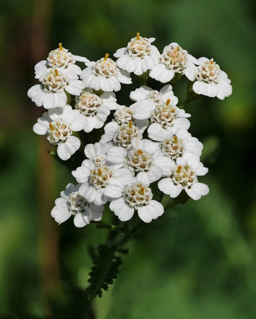 yarrow (Achillea millefolium)