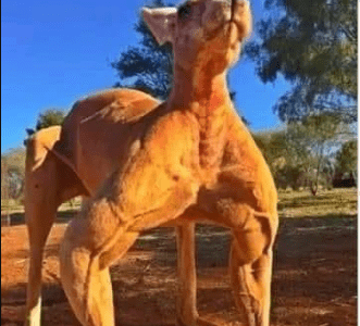Kangaroo Muscles: Unveiling the Secrets of Natural Fitness