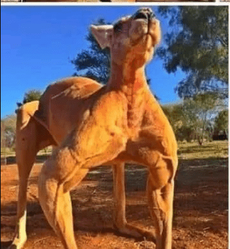 Kangaroo Muscles
