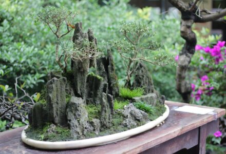 Weeping Willow Bonsai : Tips and Techniques